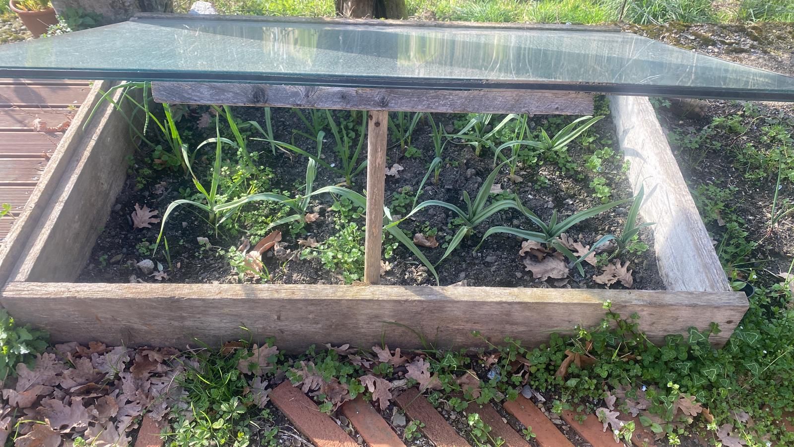 cold frame growing young leeks